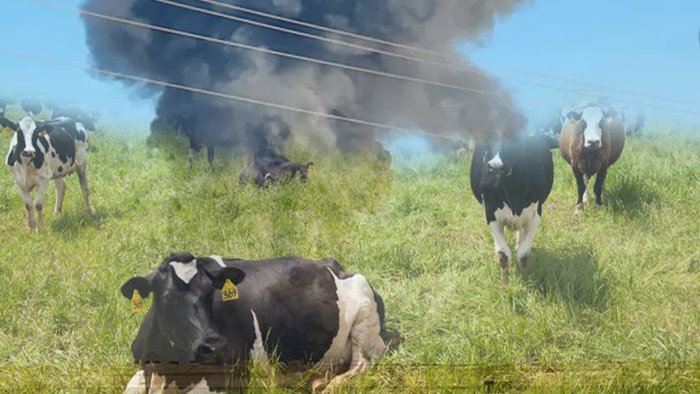 Texas Dairy Farm Explosion Claims Lives of 18,000 Cows - mindvoice